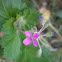 Alfileres. Mediterranean stork's bill