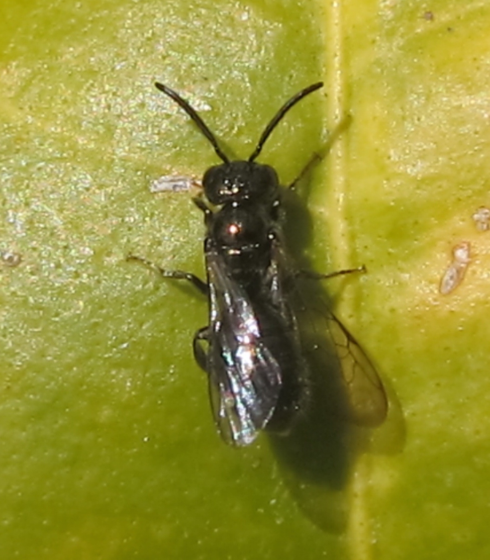 Small Carpenter Bee