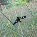 Nine-Spotted Moth