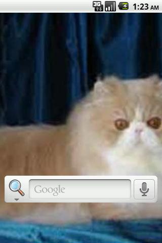 【免費個人化App】Persian Cats Live Wallpaper-APP點子