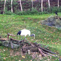 Red crowned crane