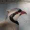 Chukar Partridge