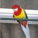Rosela oriental (ES) Eastern Rosella (EN)