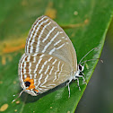 Common Cerulean