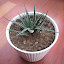 Haworthia attenuatta
