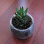 Haworthia coarctata