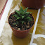 Haworthia unclassified