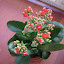 Red flowery thing
