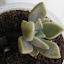 Echeveria