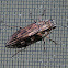 Metallic Wood Borer Beetle