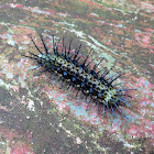 Yeoman Caterpillar