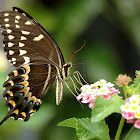Palamedes Swallowtail