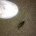 Giant Water Bug