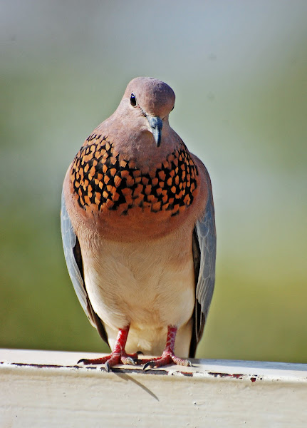 Laughing dove - Wikipedia