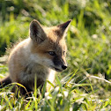 Red Fox