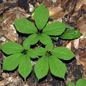 American Ginseng