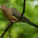 Mourning dove