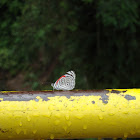 Eighty-Eight Butterfly