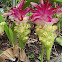 Curcuma