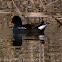 Moorhen, Polla de Agua
