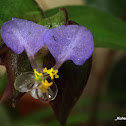Long Leaved Dayflower