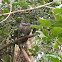 Barred Owl