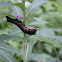 Elephant Hawk-moth