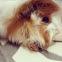 guinea pig