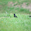 European Starling