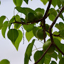 El manzanillo de playa