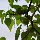 El manzanillo de playa