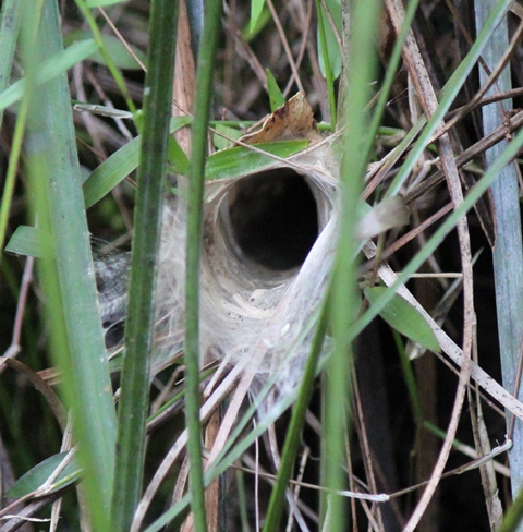 Spotting Image 1