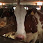 Holstein Cow