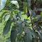 American Chestnut
