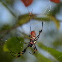 Golden Silk Orbweaver Spider