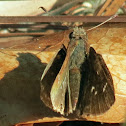 Clouded skipper