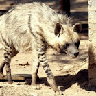 Hyena