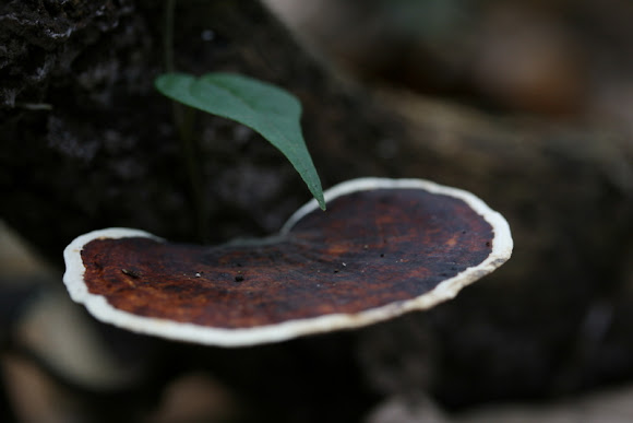 Spotting Image 1