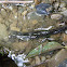 Northern Dusky Salamander