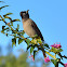 Cape Bulbul