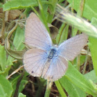 Reakirt's Blue Butterfly