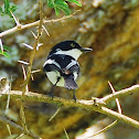 Common Fiscal