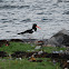 Eurasian Oystercatcher