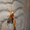 Ichneumon wasp
