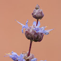 Salvia dorrii