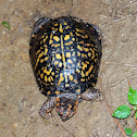 Eastern Box Turtle