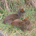 Pudu