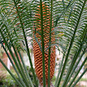 King Sago Palm