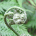 Mountain Bracken