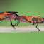 Milkweed Bug